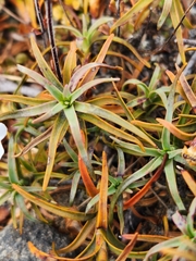 Dracophyllum recurvum