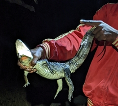 Caiman crocodilus
