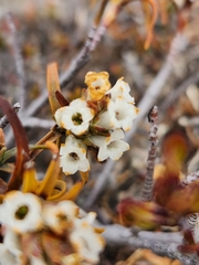 Dracophyllum recurvum