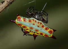 Gasteracantha
