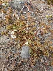 Dracophyllum recurvum