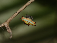 Gasteracantha