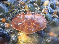 Metacarcinus novaezelandiae