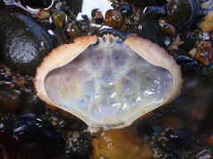 Metacarcinus novaezelandiae