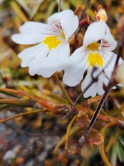Euphrasia cuneata