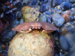 Metacarcinus novaezelandiae