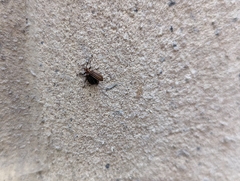 Neolochmaea dilatipennis