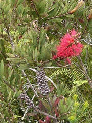 Melaleuca citrina