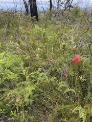 Melaleuca citrina