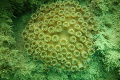 Duncanopsammia peltata