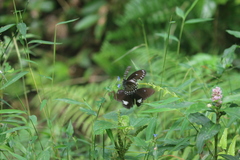 Papilio castor