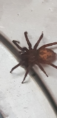 Araneae