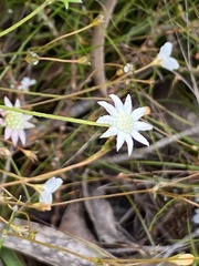 Actinotus minor