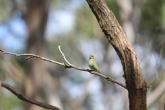 Neophema chrysostoma