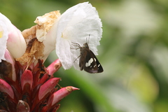 Notocrypta curvifascia