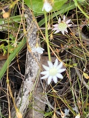 Actinotus minor