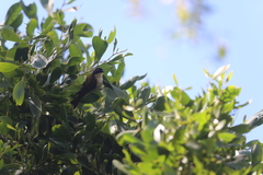Melithreptus lunatus