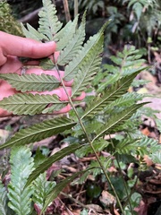 Bolbitis lonchophora