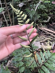 Bolbitis lonchophora