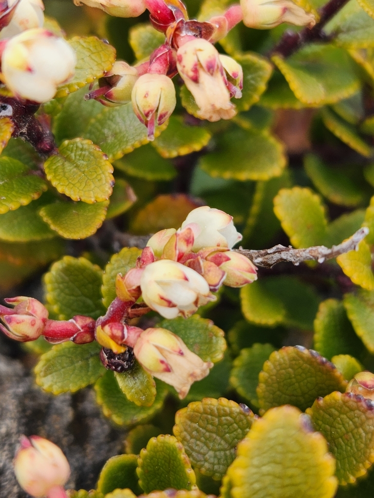 mountain snowberry