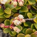 Mountain Snowberry - Photo (c) hamishg, some rights reserved (CC BY-NC), uploaded by hamishg