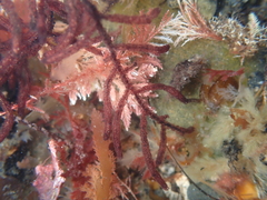 Dasyclonium