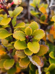 Gaultheria colensoi
