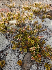 Gaultheria colensoi