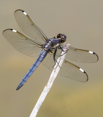 Libellula cyanea