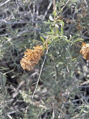 Atriplex canescens