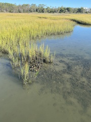 Malaclemys terrapin