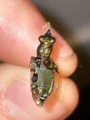 Cicindela nigrocoerulea