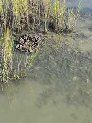 Malaclemys terrapin