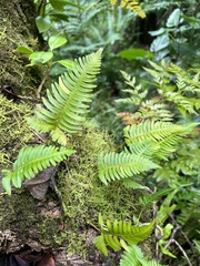Davallia pectinata