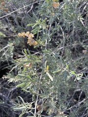 Atriplex canescens