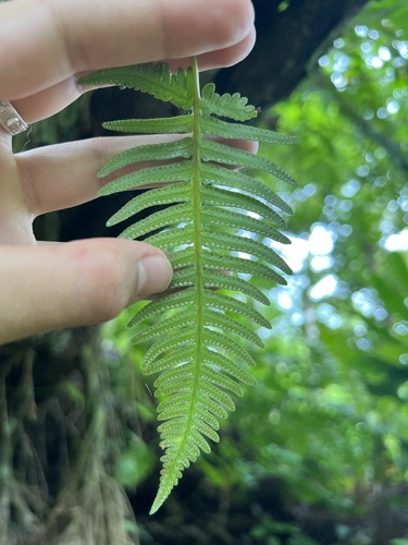 Image of Davallia pectinata by (c) Hannah Rogers, some rights reserved (CC BY)