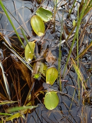 Potamogeton cheesemanii