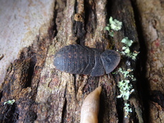 Laxta granicollis