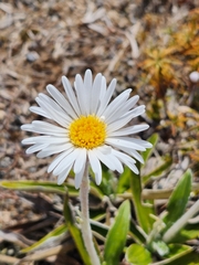 Celmisia spectabilis spectabilis