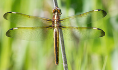 Libellula cyanea