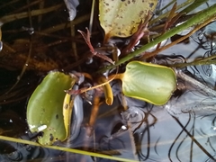 Potamogeton cheesemanii