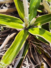 Celmisia spectabilis spectabilis