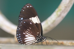 Euploea radamanthus