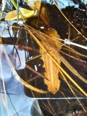 Potamogeton cheesemanii