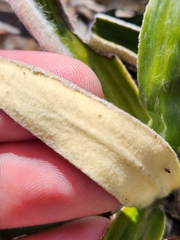 Celmisia spectabilis spectabilis