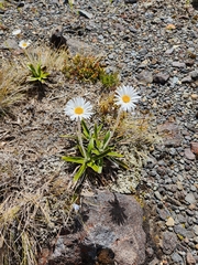 Celmisia spectabilis spectabilis