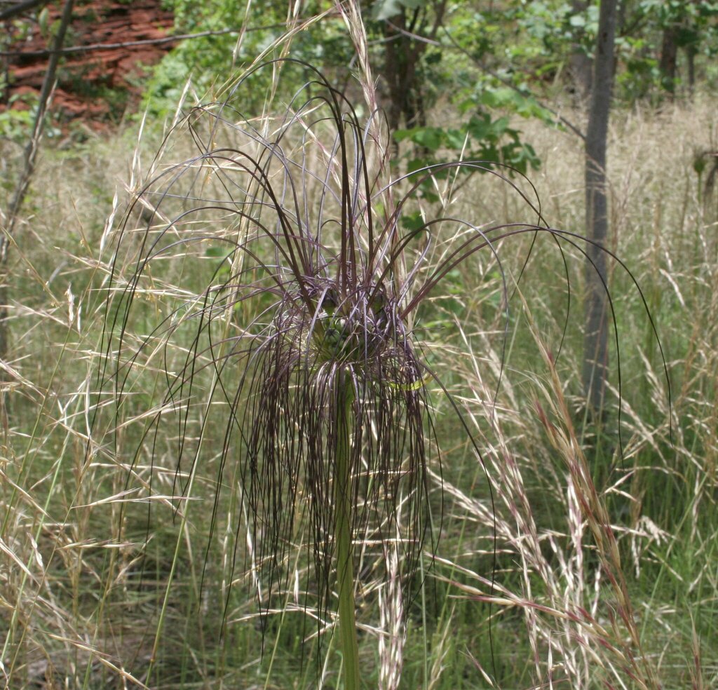 Tacca maculata