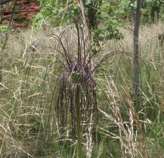 Tacca maculata