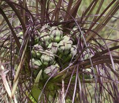 Tacca maculata