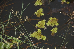 Salvinia minima